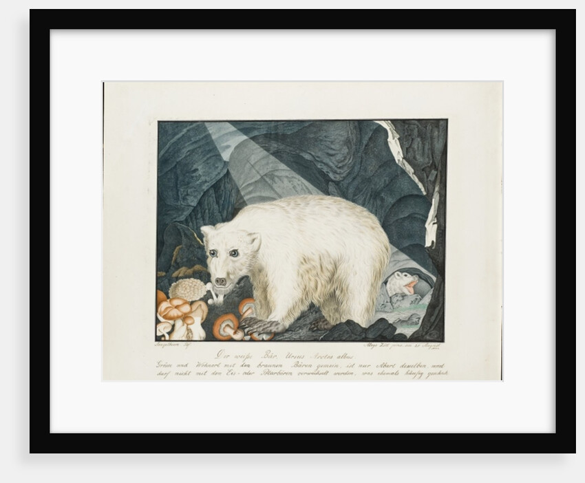 The White Bear, 1844 by Aloys Zotl
