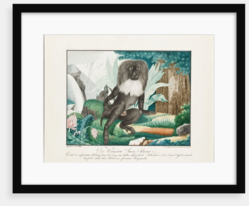 A Macaque, 1837 by Aloys Zotl