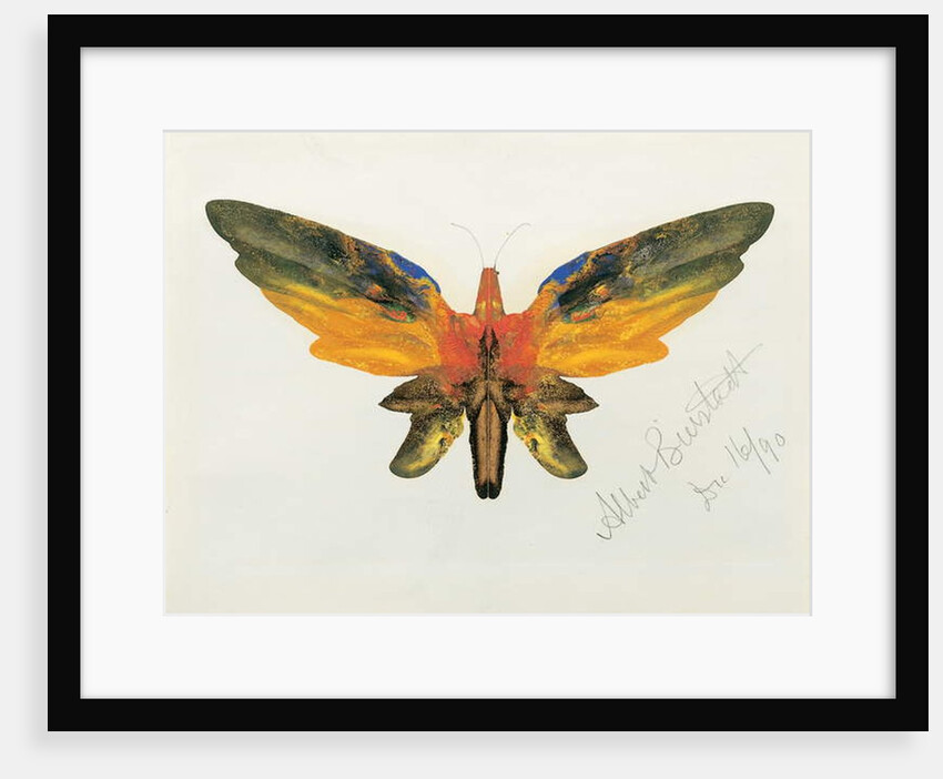 Butterfly, 1890 by Albert Bierstadt