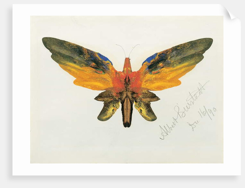 Butterfly, 1890 by Albert Bierstadt