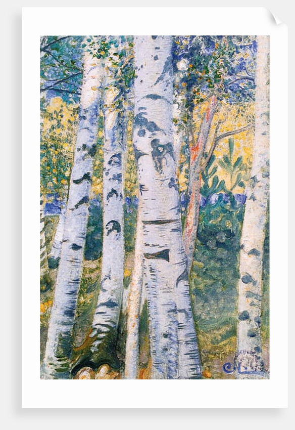 Birch Trees, 1910 by Carl Larsson