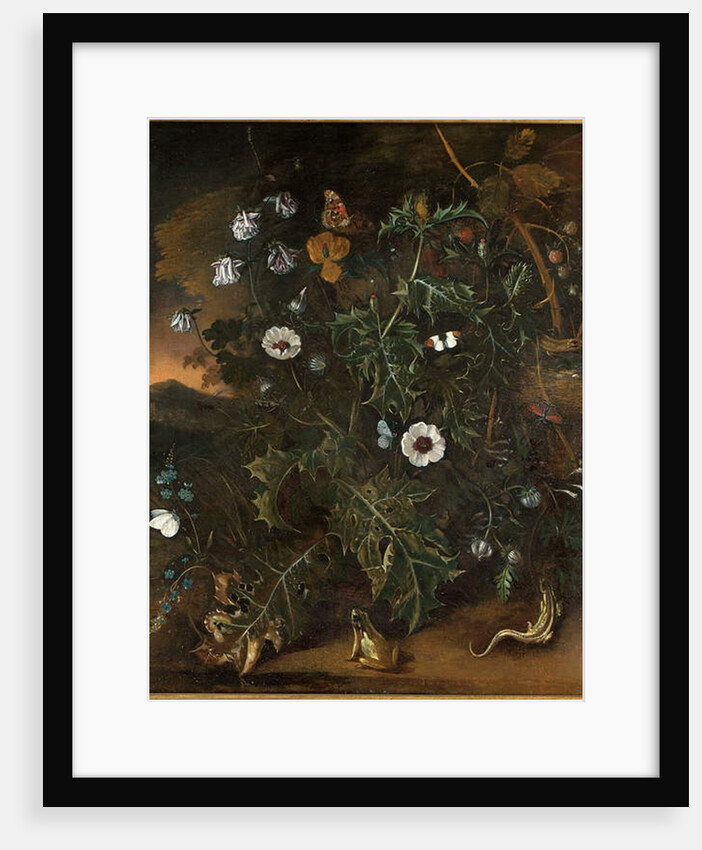 Thistles, brambles, poppies and other plants by Matthias Withoos