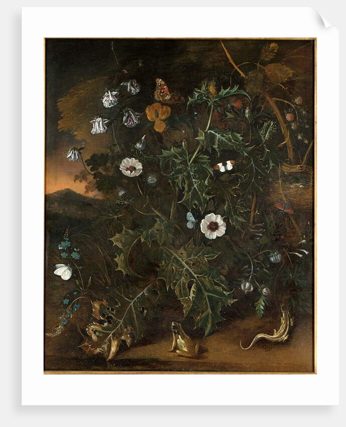 Thistles, brambles, poppies and other plants by Matthias Withoos