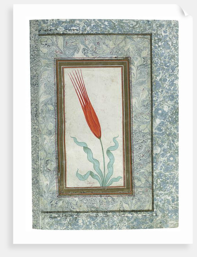 Page from the Turkish Tulip album, Istanbul, 1725 by Turkish School