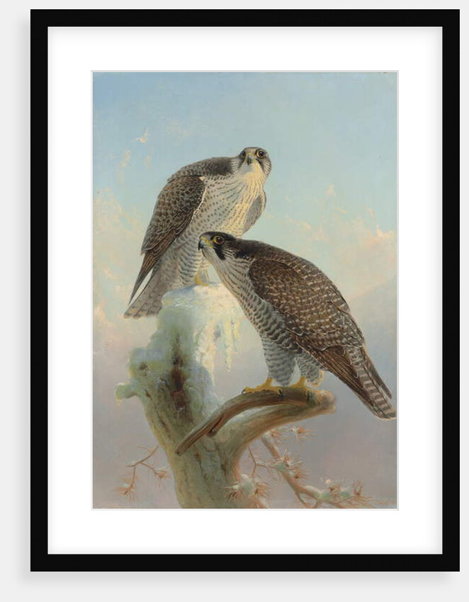 Norwegian gyrfalcon, 1866 by Joseph Wolf