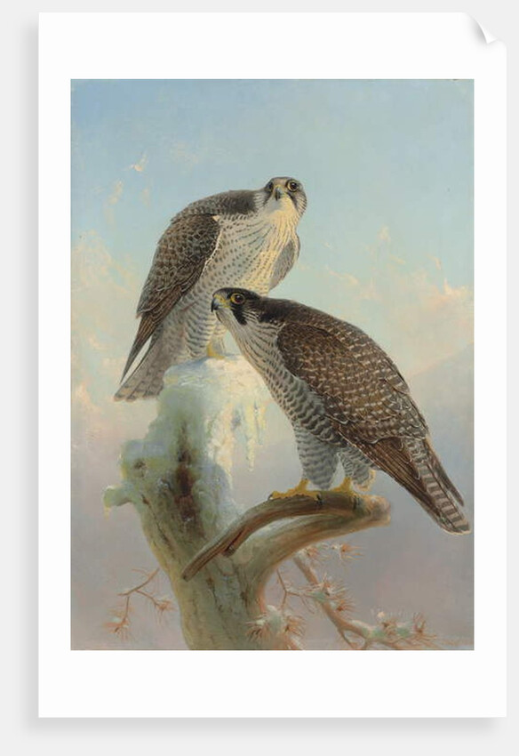 Norwegian gyrfalcon, 1866 by Joseph Wolf