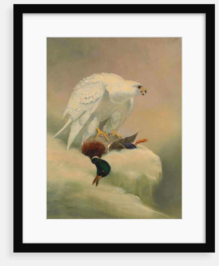 Gyrfalcon and mallard by Joseph Wolf