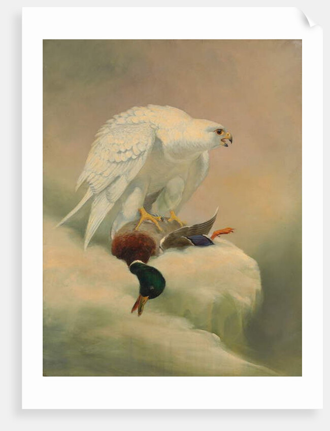 Gyrfalcon and mallard by Joseph Wolf