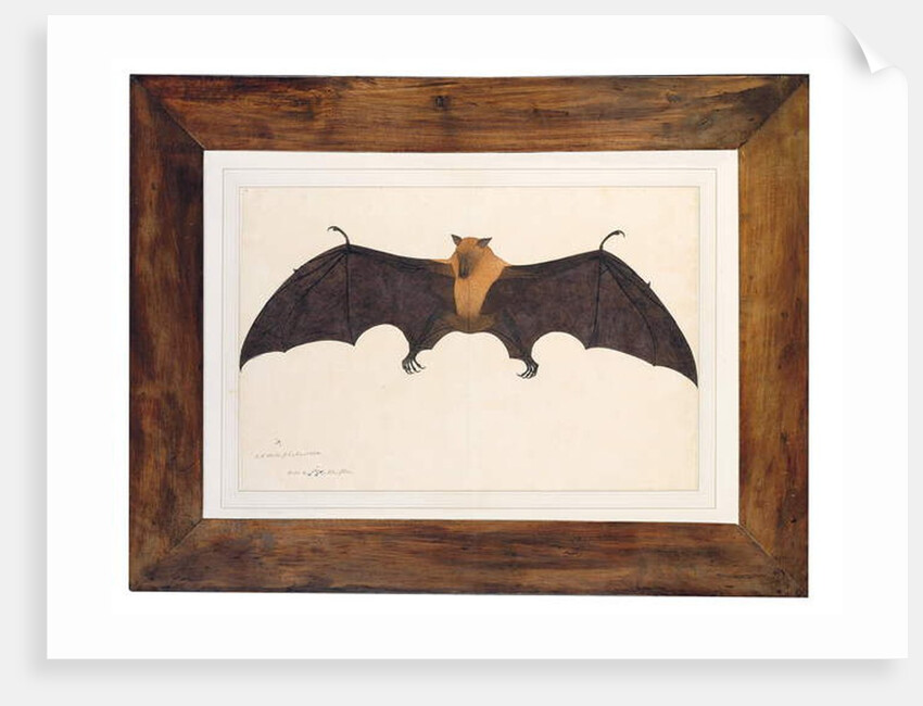 Great Indian Fruit Bat, Pteropus giganteus, with both wings outstretched, c.1778-82 by Das Bhawani