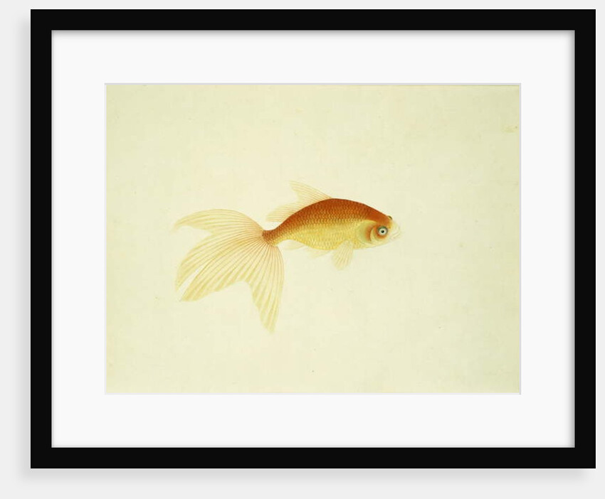 Goldfish by Anonymous