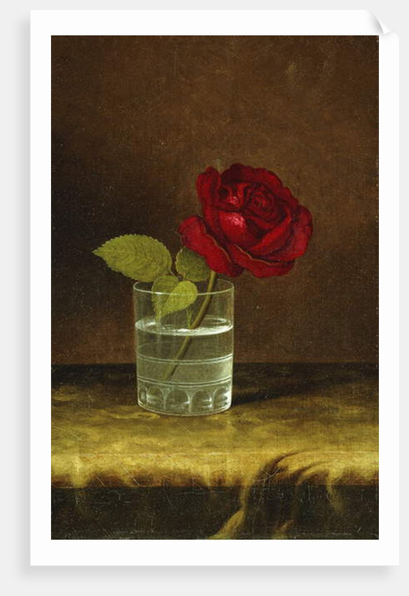A Red Rose, by Martin Johnson Heade