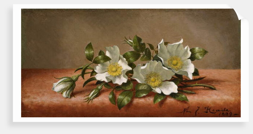 Cherokee Roses, 1889 by Martin Johnson Heade