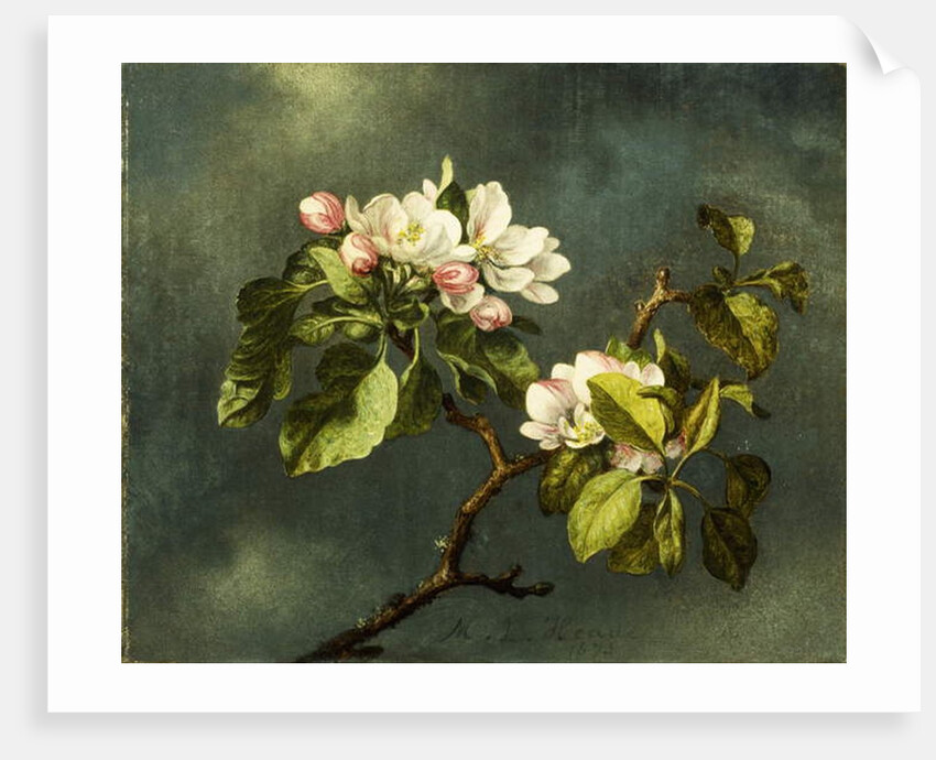 Apple Blossoms by Martin Johnson Heade