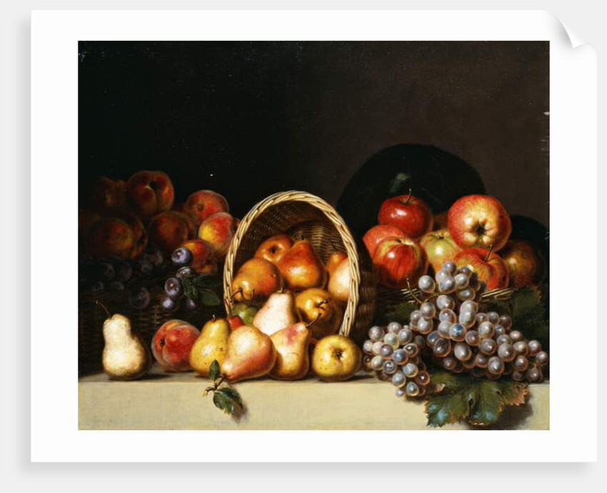 Apples, Pears, Plums and Grapes by Charles Bird King