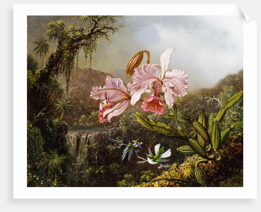 Orchids and Hummingbirds in a Brazilian Jungle, c. 1871-72 by Martin Johnson Heade