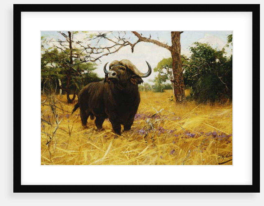 A Kaffir Buffalo in Prairie Grass by Wilhelm Kuhnert