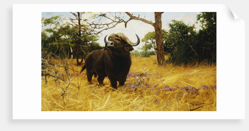 A Kaffir Buffalo in Prairie Grass by Wilhelm Kuhnert
