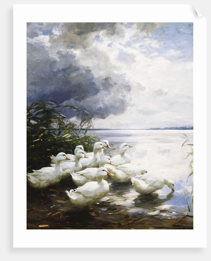 Ducks at the Lake's Edge by Alexander Koester