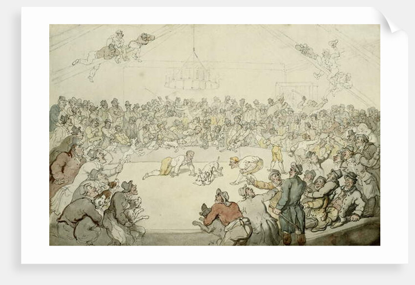 The Westminster Pitt, 1798 by Thomas Rowlandson