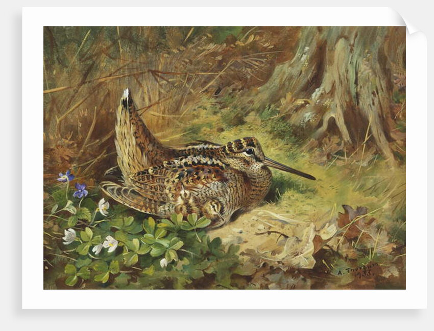 A Woodcock and Chicks, 1933 by Archibald Thorburn