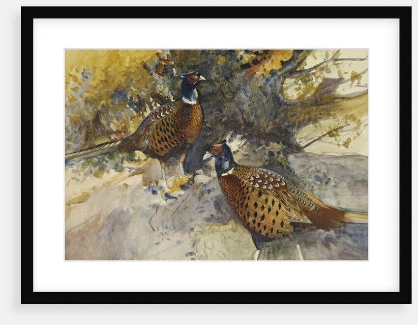 Cock Pheasants under a Beech Tree by Frank Southgate