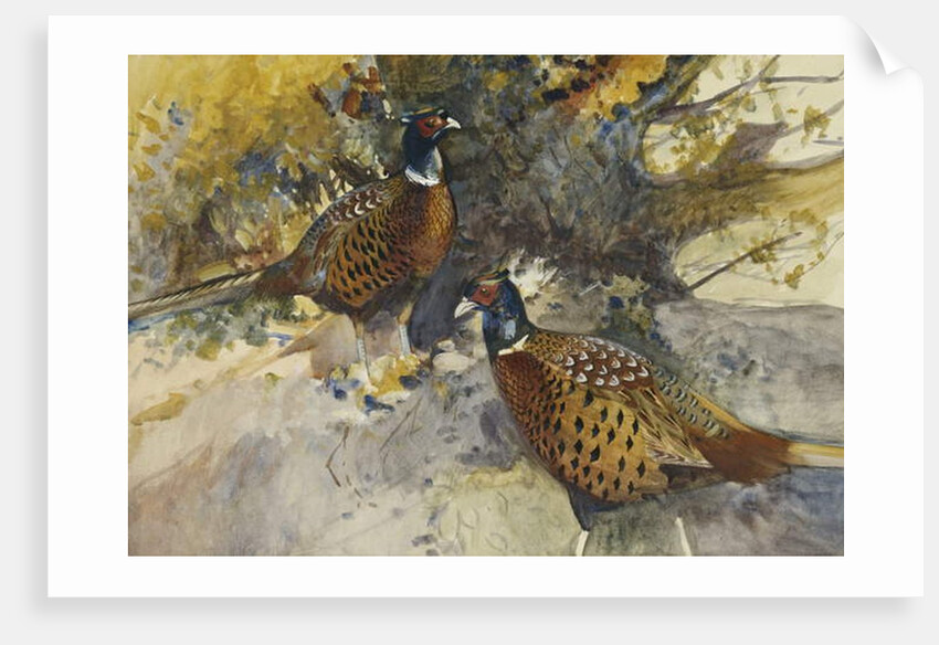 Cock Pheasants under a Beech Tree by Frank Southgate