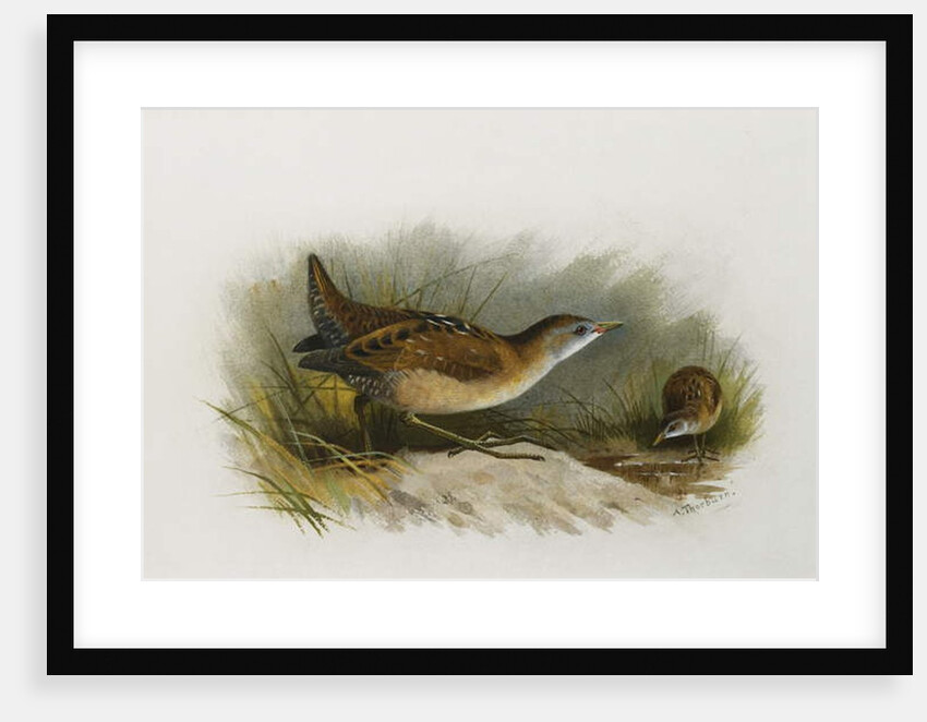 A Little Crake by Archibald Thorburn