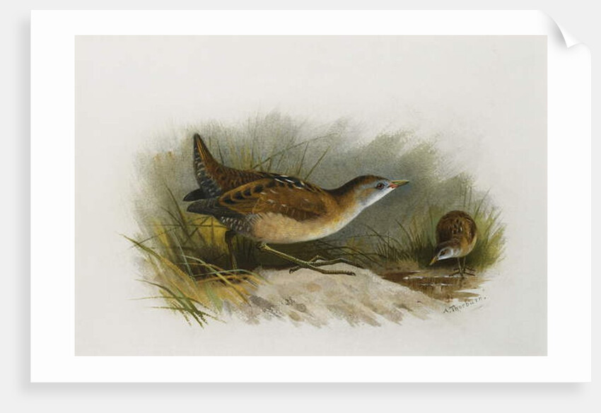 A Little Crake by Archibald Thorburn