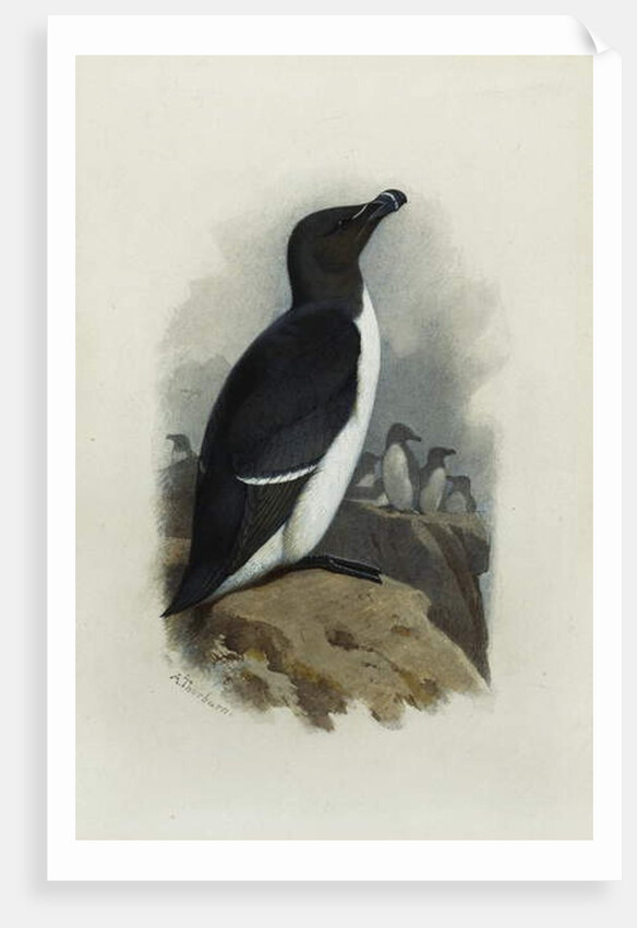 A Razorbill by Archibald Thorburn