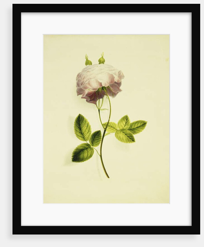 A Pink Rose by James Holland