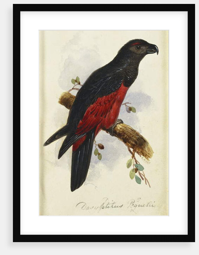 Pesquet's Dasyptilus by Edward Lear