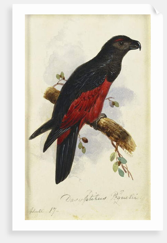 Pesquet's Dasyptilus by Edward Lear