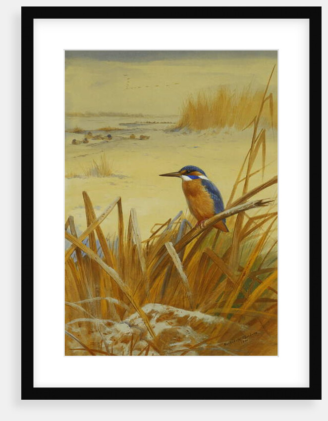 A Kingfisher Amongst Reeds in Winter, 1901 by Archibald Thorburn
