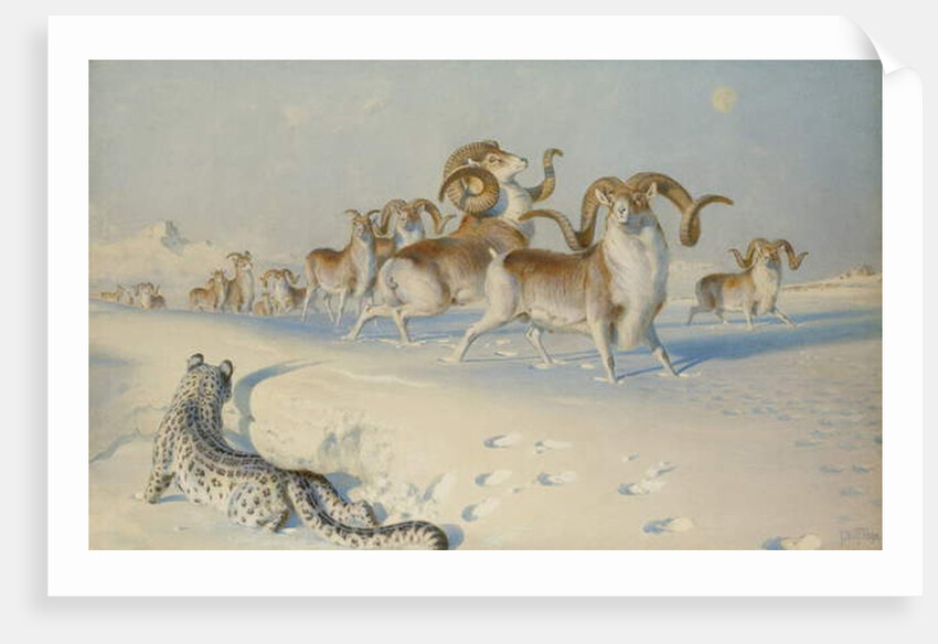 A Snow Leopard Stalking Ovis Poli by Joseph Wolf