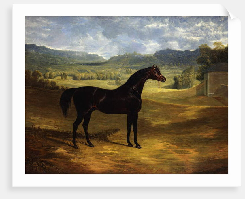 Jack Spigot, a Dark Bay Racehorse in a Paddock at Bolton Hall, 1824 by John Frederick Herring Snr