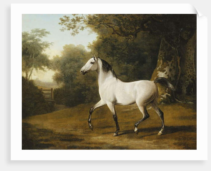 A Grey Arab Stallion in a Wooded Landscape by Jacques-Laurent Agasse