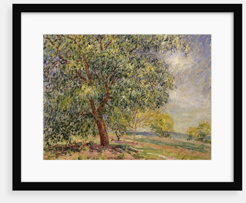 Walnut Tree at Sablons in Spring; Noyers aux Sablons, Primptemps, 1885 by Alfred Sisley