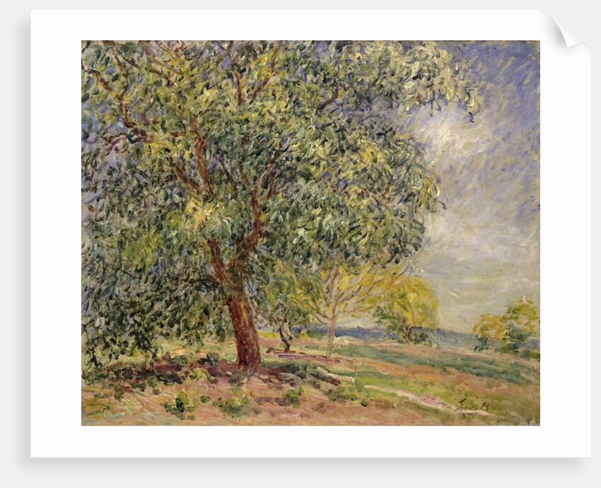 Walnut Tree at Sablons in Spring; Noyers aux Sablons, Primptemps, 1885 by Alfred Sisley