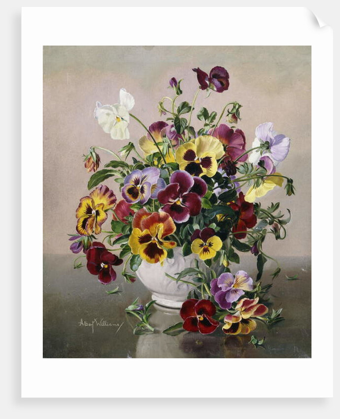 A Still Life with Pansies by Albert Williams