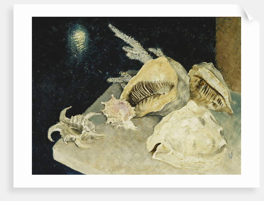 Shells by Glyn Warren Philpot