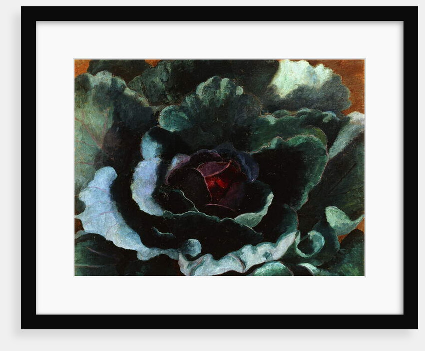 Cabbage, 1956 by Cedric Morris