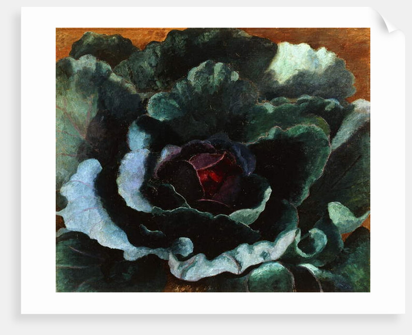 Cabbage, 1956 by Cedric Morris