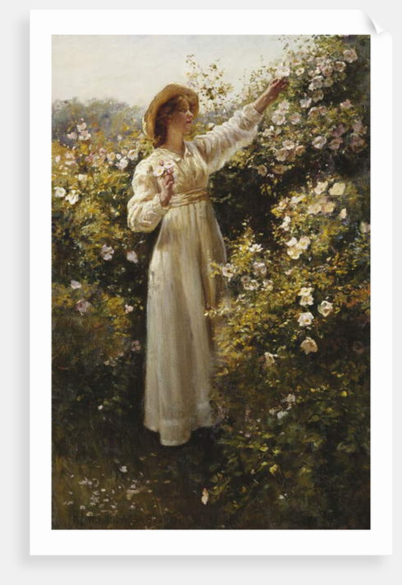 Wild Rose, 1908 by Robert Payton Reid