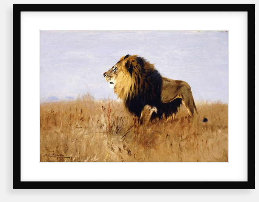 Lion Watching for Prey by Wilhelm Kuhnert