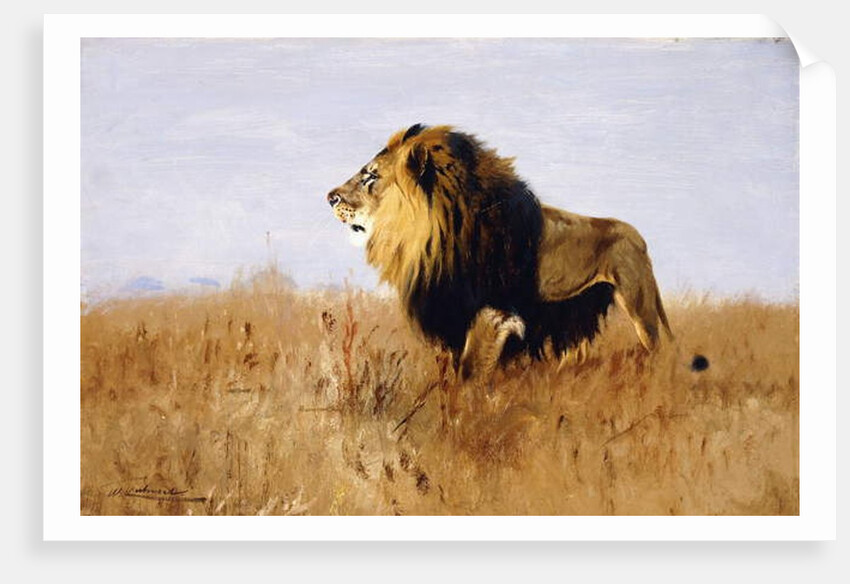 Lion Watching for Prey by Wilhelm Kuhnert