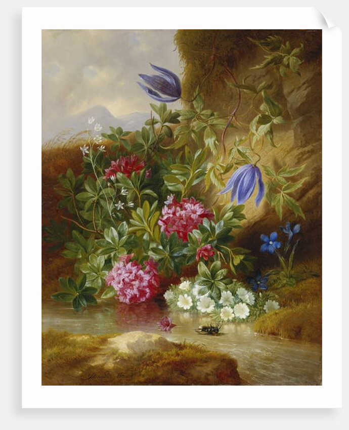 Alpenblum by Josef Schuster