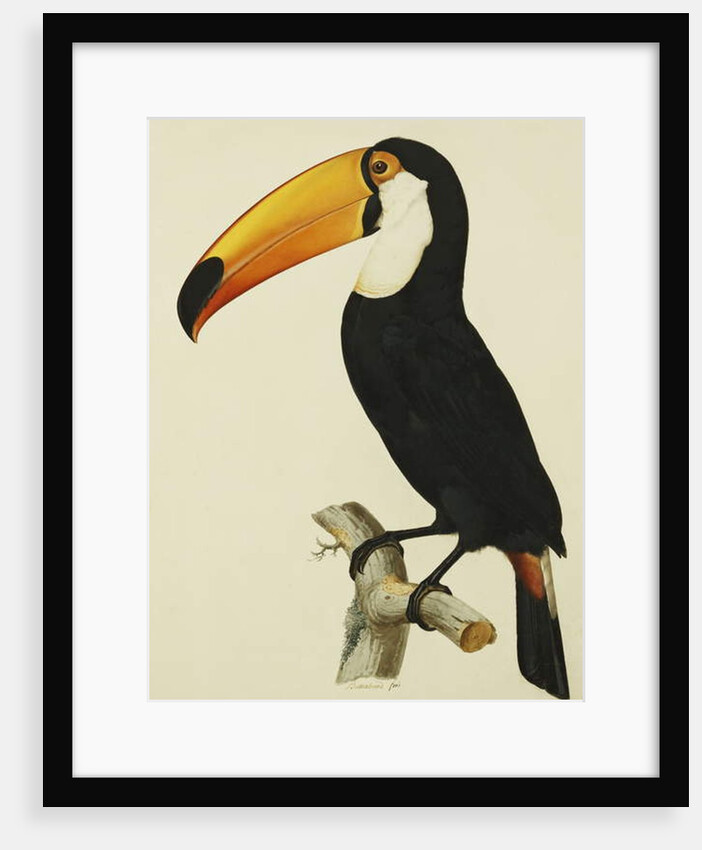 The Toco Toco Toucan by Jacques Barraband