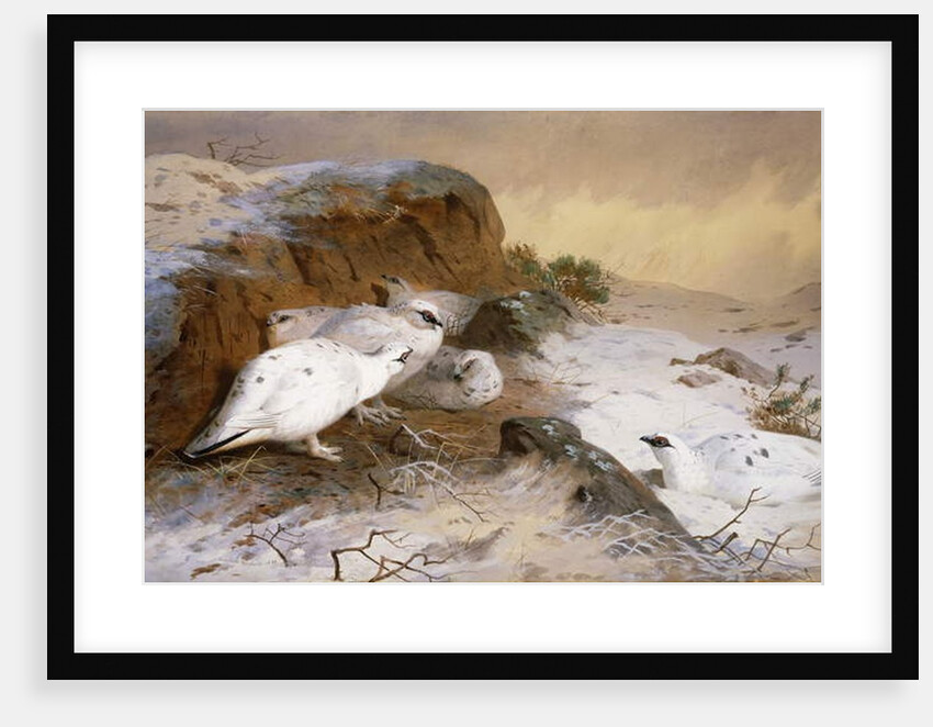Ptarmigan in the Snow, 1898 by Archibald Thorburn
