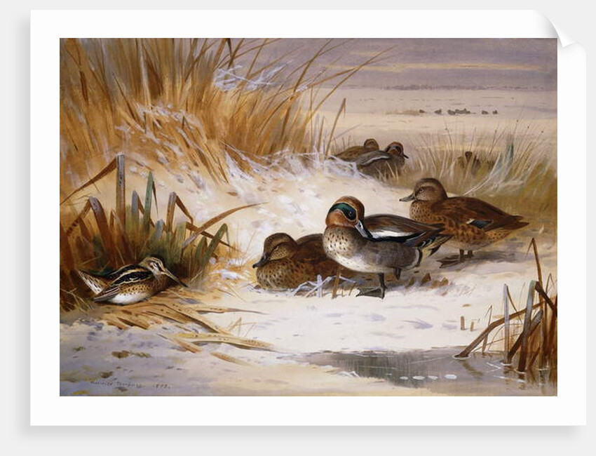 Mallard Widgeon and Snipe at the Edge of a Pool in Winter, 1898 by Archibald Thorburn