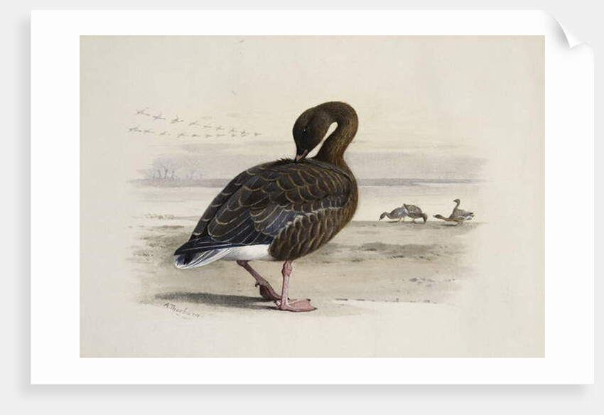 A Pink-Footed Goose by Archibald Thorburn